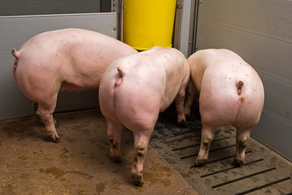 IKB varkens, keten duurzaam varkensvlees, biologisch varkensvlees