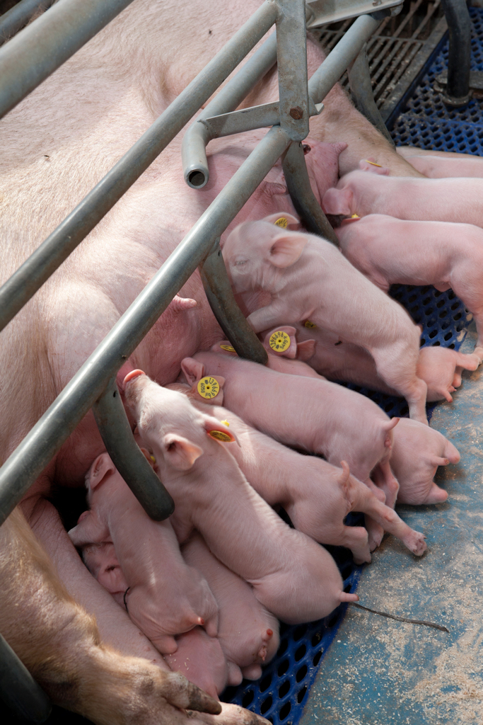 IKB biggen, keten duurzaam varkensvlees, biologische biggen